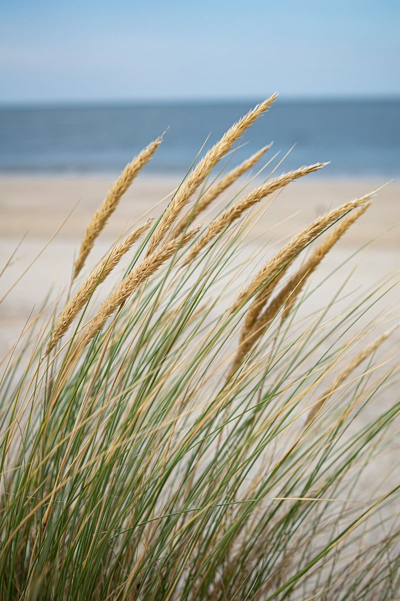 Beachfront Venues